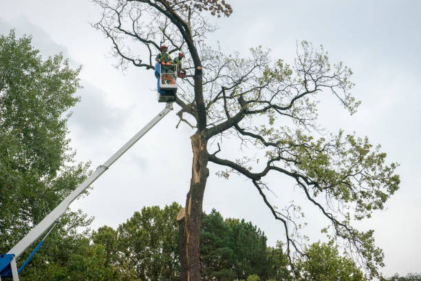 Best Tree Removal Near Me  in Mesquite, TX